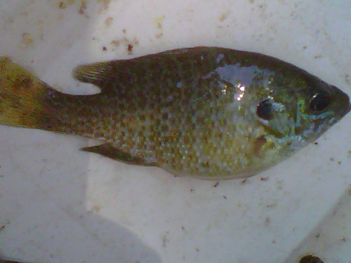 Attached picture Other Fish 3.jpg